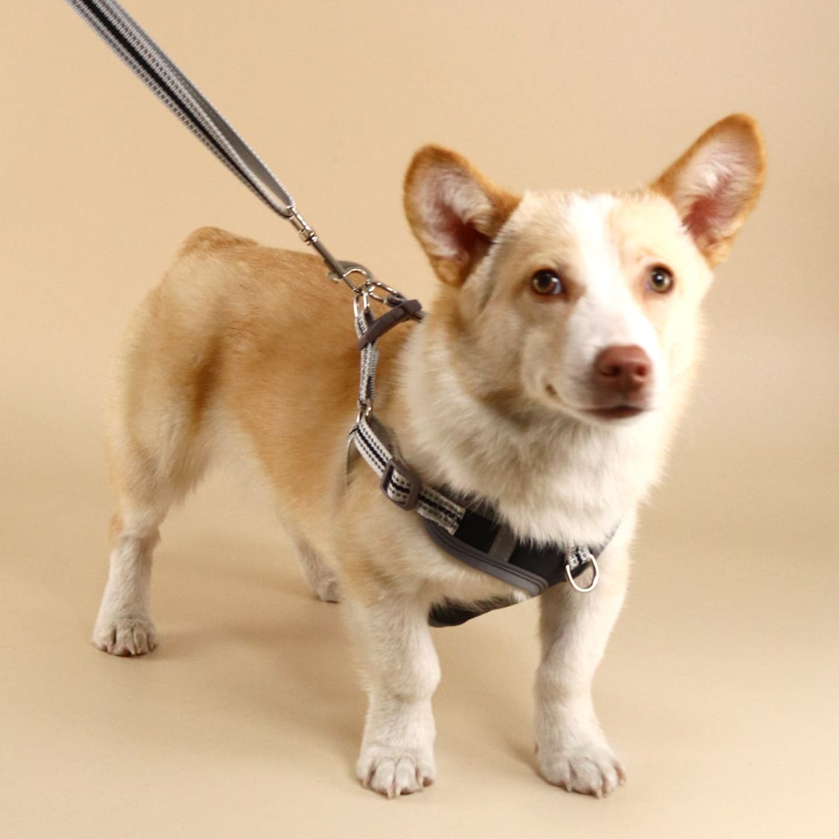 

1pc Contrast Binding Pet Harness & 1pc Pet Leash, Black