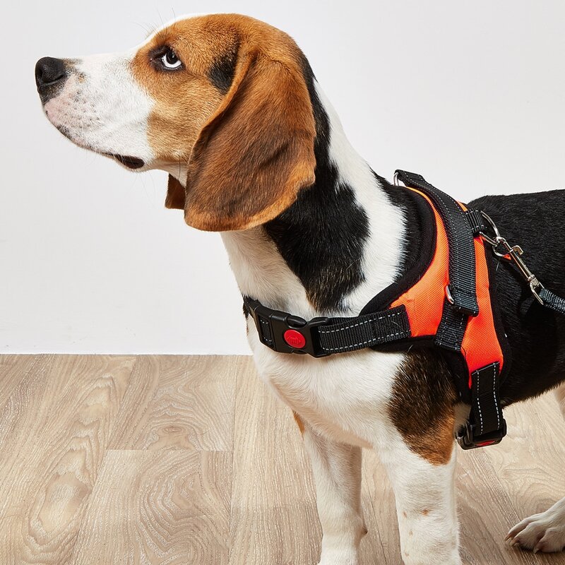 

1pc Contrast Binding No Pull Pet Harness & 1pc Pet Leash, Orange