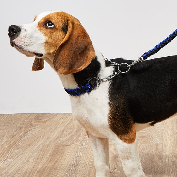 

1pc Color Block Rope Braided Pet Collar & 1pc Pet Leash, Royal blue