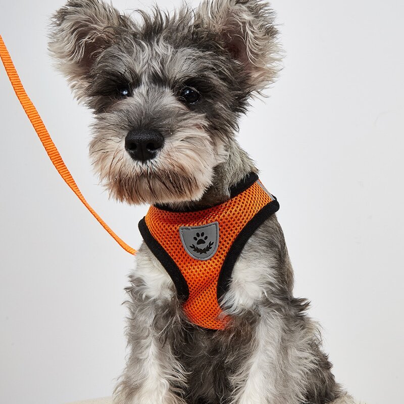 

1pc Contrast Binding Pet Harness & 1pc Pet Leash, Orange
