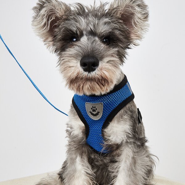 

1pc Contrast Binding Pet Harness & 1pc Pet Leash, Blue