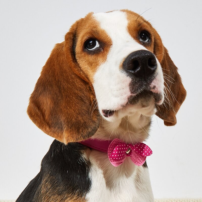 

Polka Dot Bow Decor Pet Collar, Red