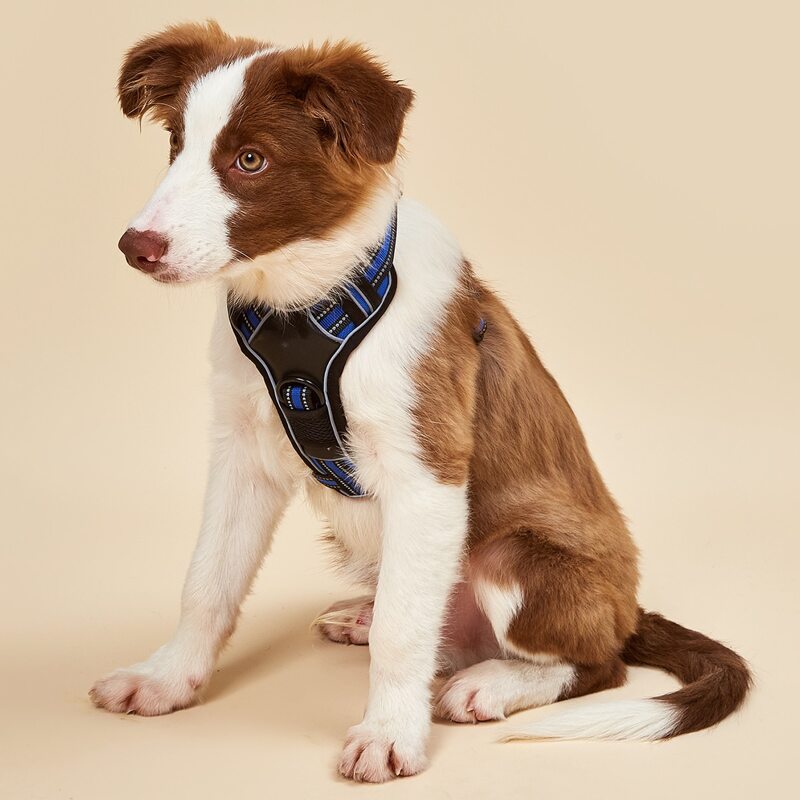 

Release Buckle Design Striped Pet Harness, Royal blue