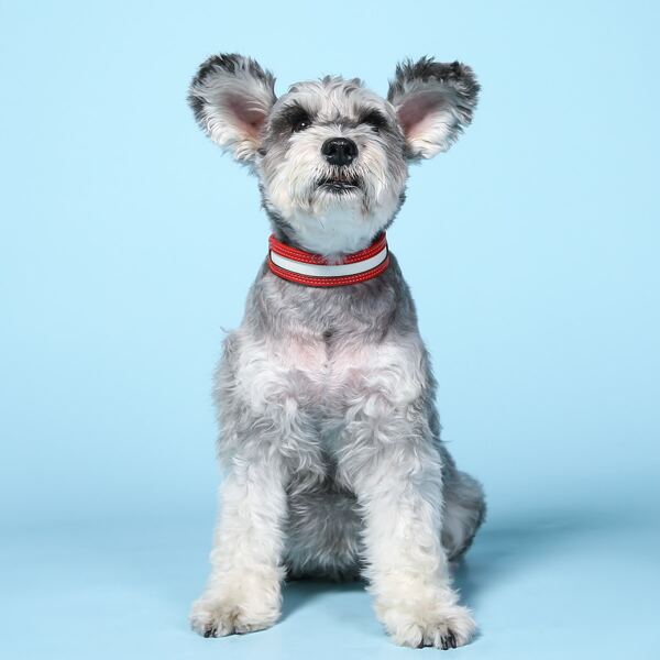 

Bell Detail Pet Collar, Red