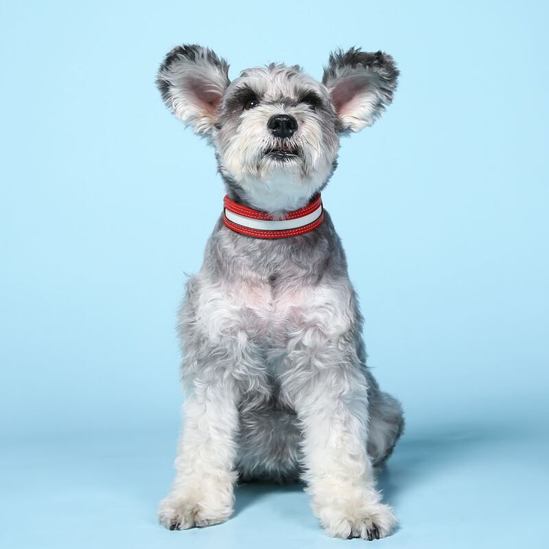 

Bell Detail Pet Collar, Red