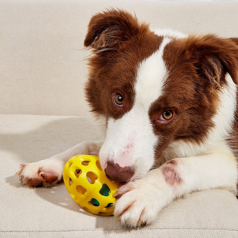

Bell Detail Egg Pet Sound Toy, Yellow