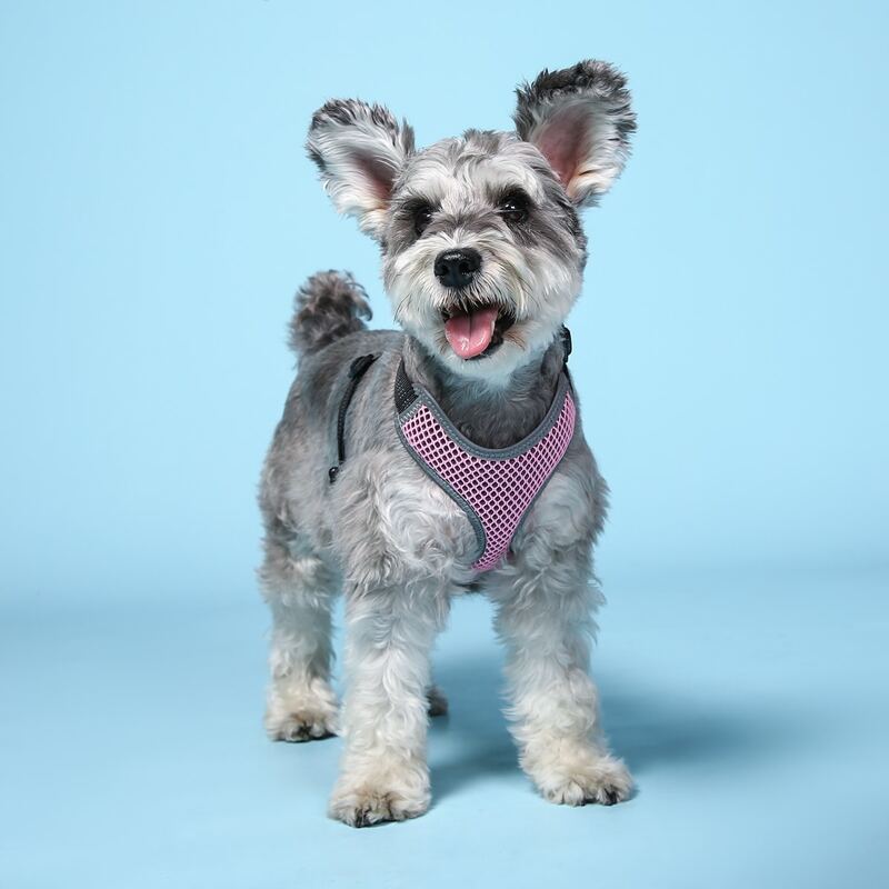 

1pc Contrast Mesh Pet Vest Harness, Pink