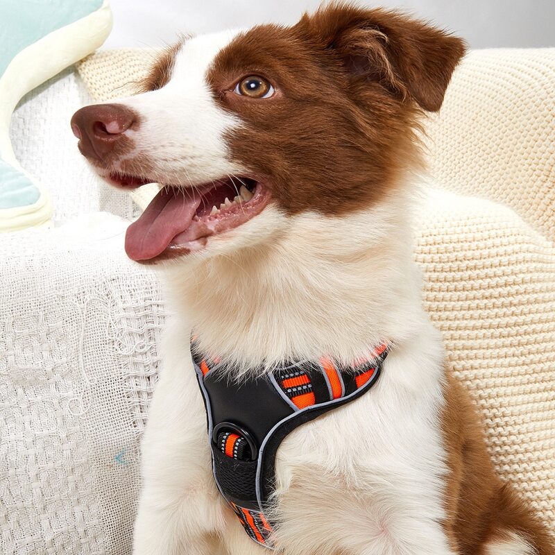 

1pc Colorblock Pet Harness, Orange