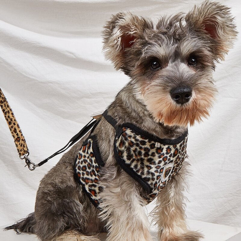 

1pc Leopard Print Pet Harness & 1pc Pet Leash, Multicolor
