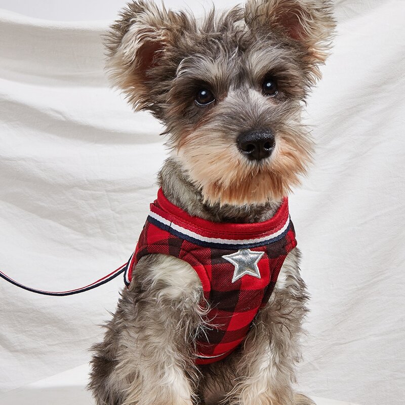 

1pc Gingham Pattern Pet Harness & 1pc Pet Leash, Multicolor