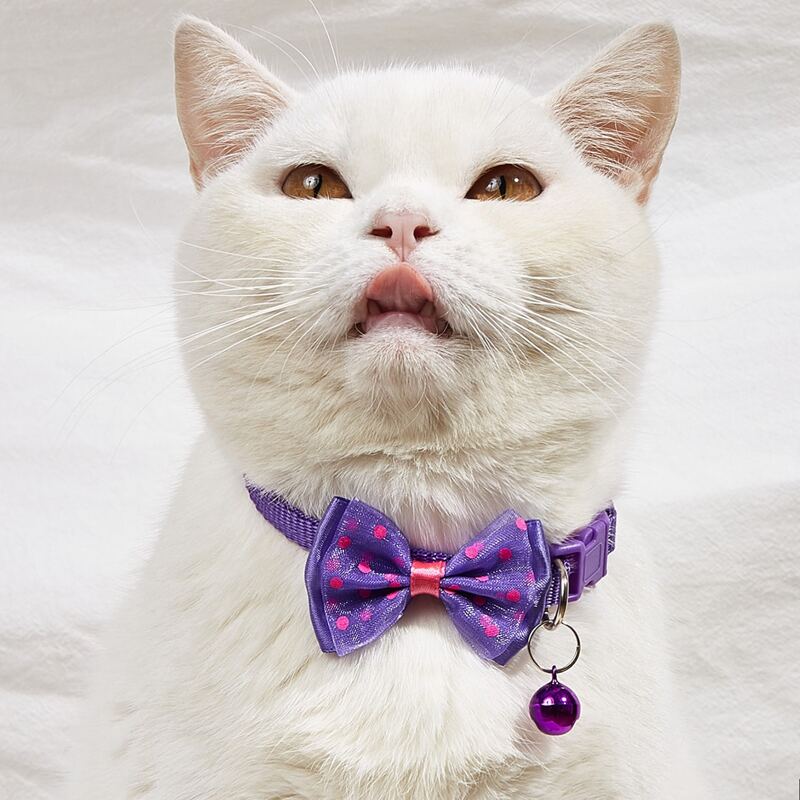

Bow Detail Bell Pendant Pet Collar, Purple