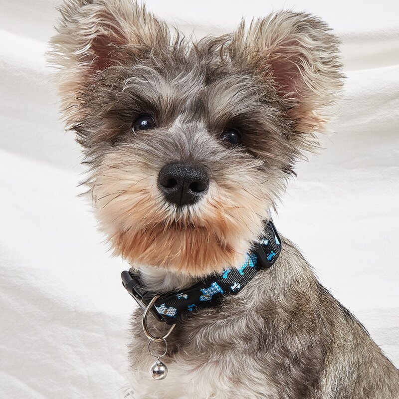 

Cartoon Dog Print Bell Pendant Pet Collar, Black