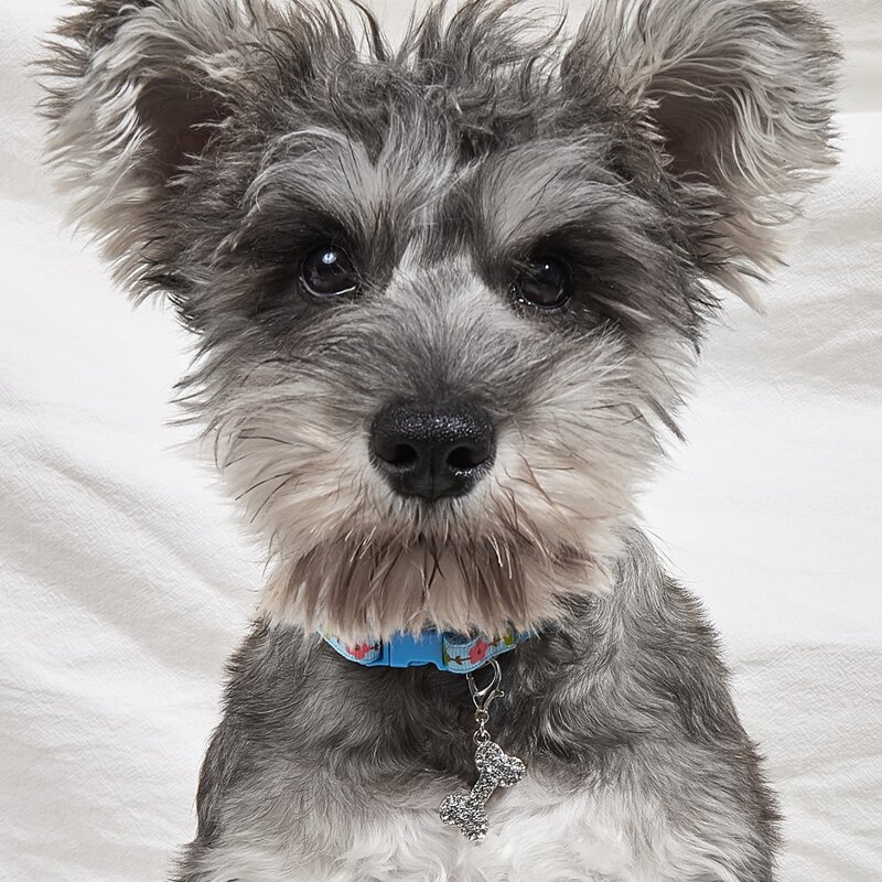 

Rhinestone Decor Bone Pet Pendant, Silver