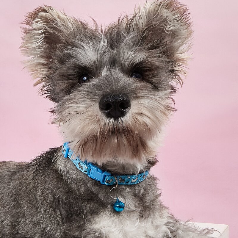 

Cartoon Graphic Pet Collar, Blue