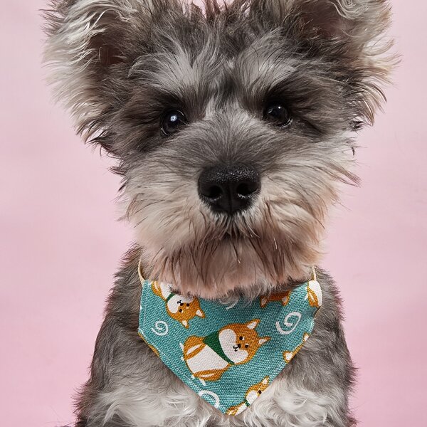 

Cartoon Graphic Pet Bandana, Multicolor