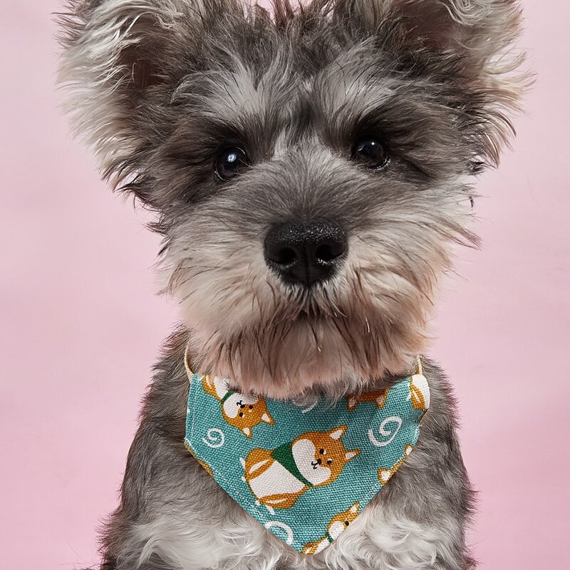 

Cartoon Graphic Pet Bandana, Multicolor