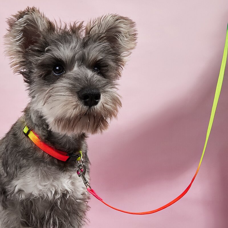 

1pc Colorful Pet Harness & 1pc Pet Leash, Multicolor