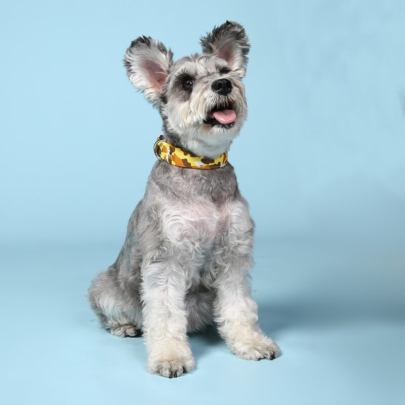

Camouflage Pattern Pet Collar, Multicolor