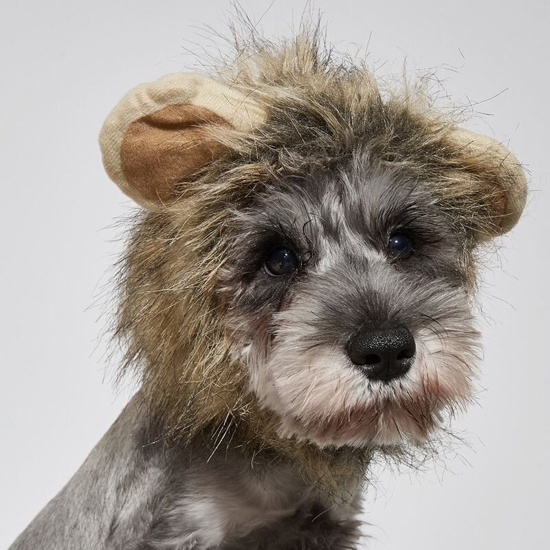 

Ear Detail Dog Hat, Brown