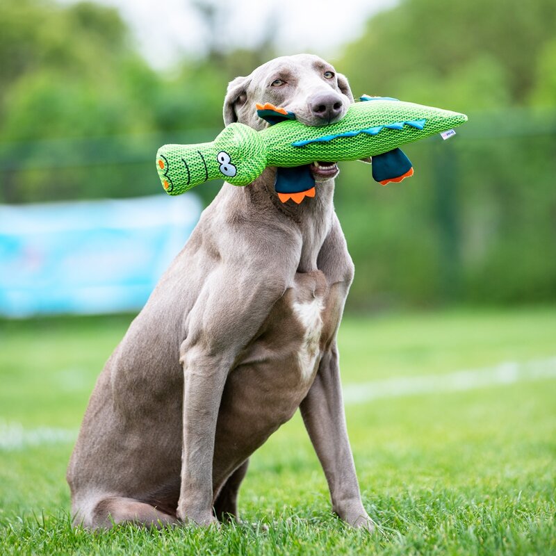 

Crocodile Shaped Pet Sound Toy, Green