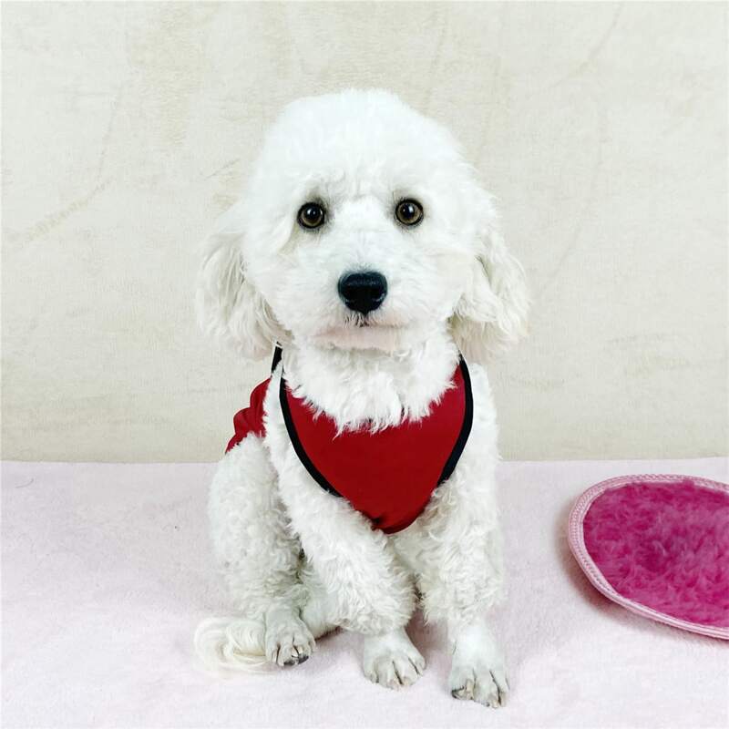 

Mouse Print Contrast Binding Pet Tank, Burgundy