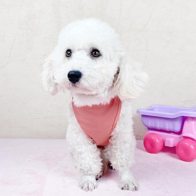 

Cartoon Bear Pet Tank, Pink