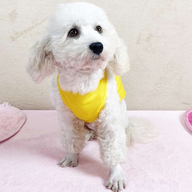 

Bubble Tea Print Pet Tank, Yellow