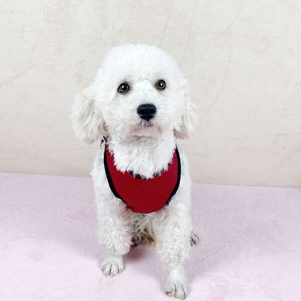 

Sun Print Contrast Binding Pet Tank, Burgundy