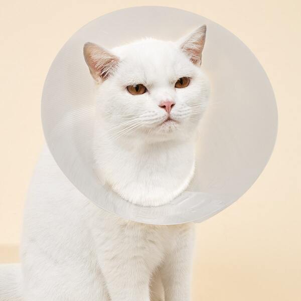 

Solid Pet Elizabeth Collar, Clear