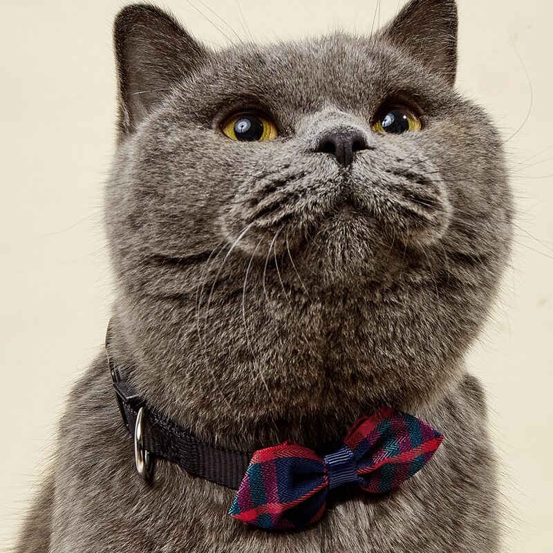 

Plaid Bow Decor Pet Collar, Multicolor