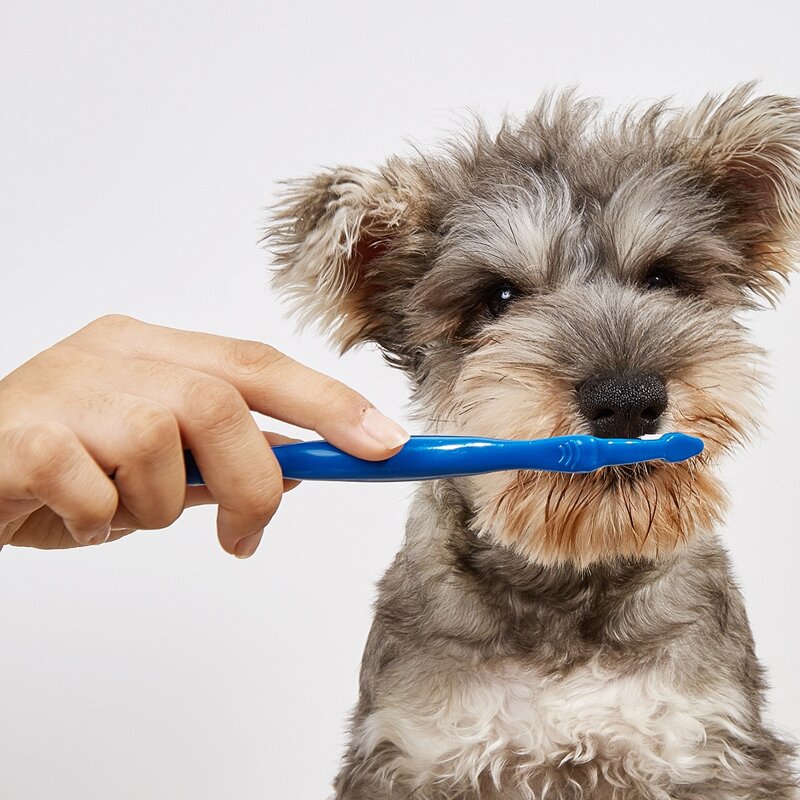 

Double-ended Pet Toothbrush, Blue