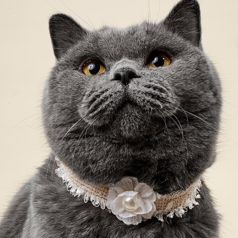 

Faux Pearl Decor Pet Necklace, White