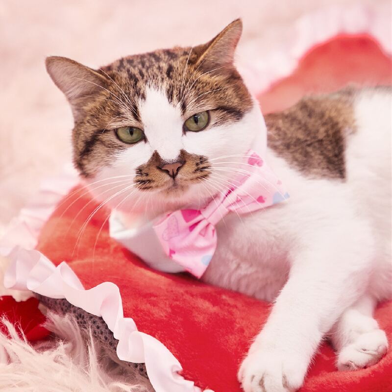 

Heart Pattern Pet Bow Tie, Pink