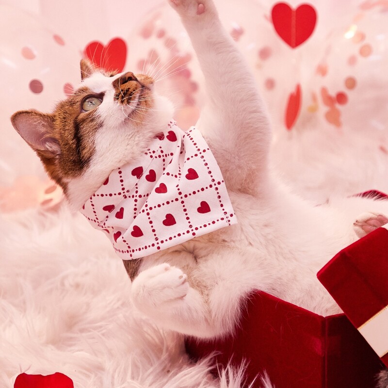 

Heart Print Pet Bandana, White
