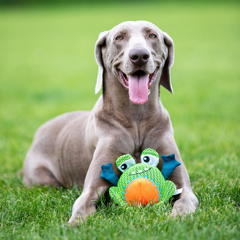 

Frog Shaped Pet Sound Toy, Green