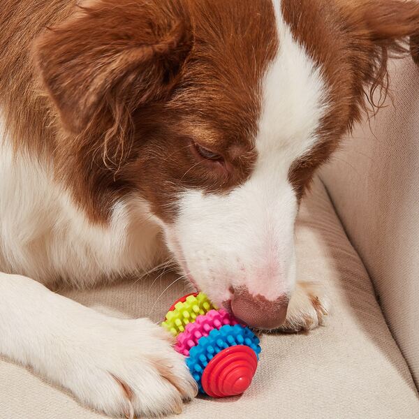 

Spinning Top Design Pet Chew Toy, Multicolor