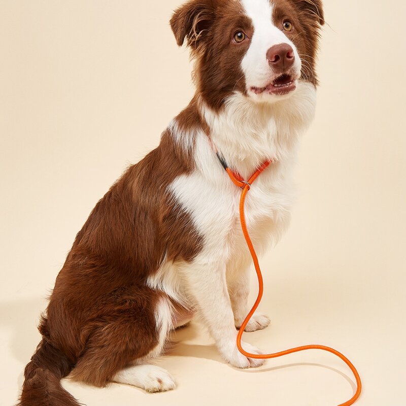 

1pc Minimalist Pet Leash, Orange