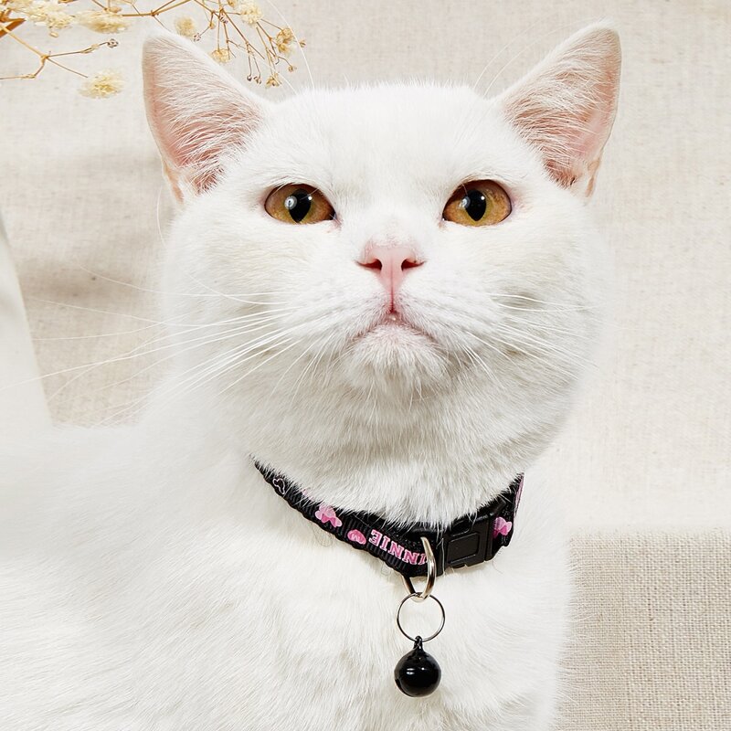

Letter Graphic Bell Pet Collar, Black
