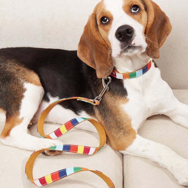 

Color Block Pet Leash, Multicolor