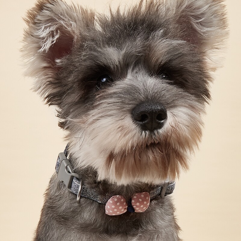 

Bow Decor Pet Collar, Multicolor