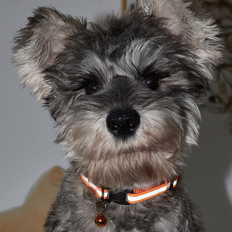 

Bell Decor Reflective Tape Pet Collar, Orange