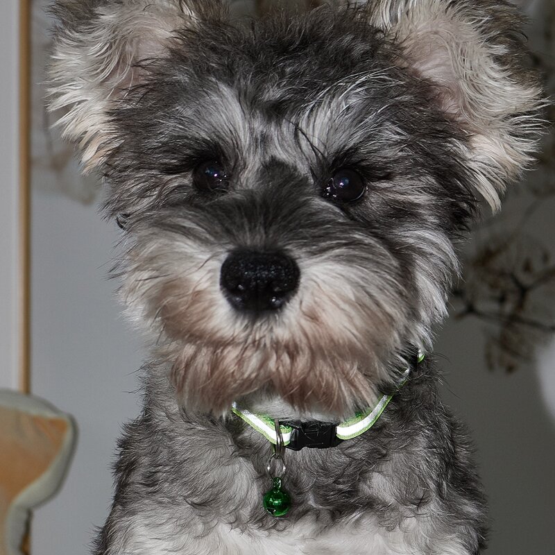 

Bell Decor Reflective Tape Pet Collar, Green