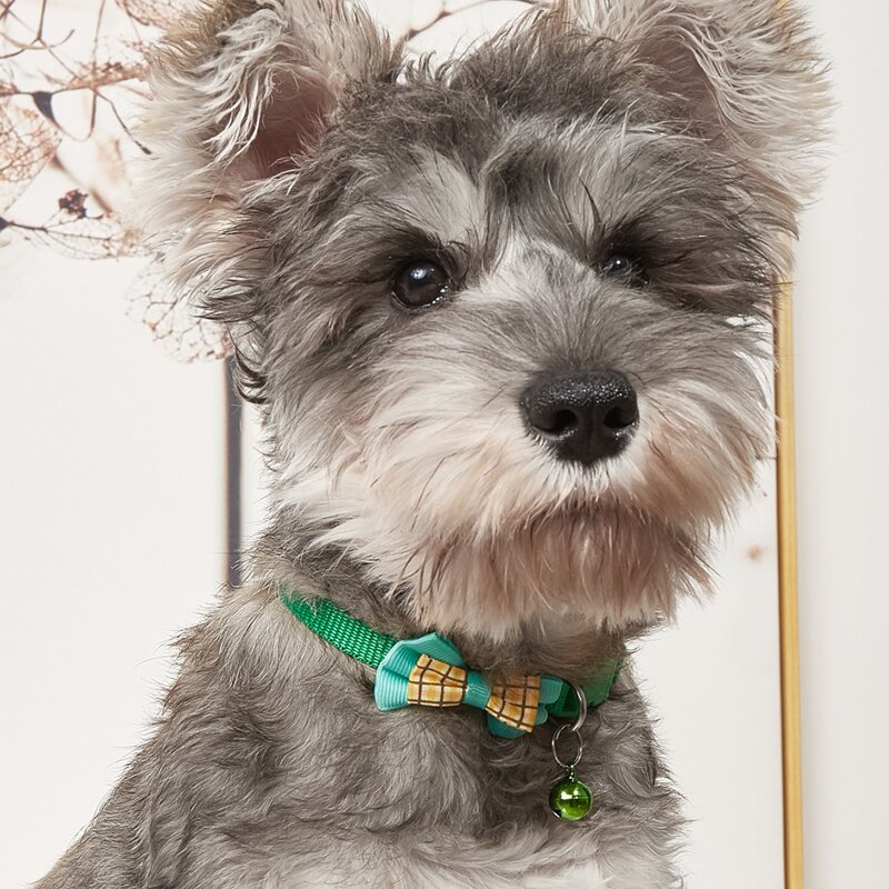 

Bow Decor Pet Collar, Green