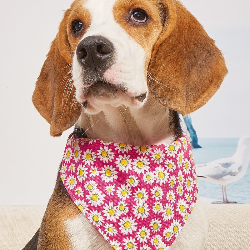 

Daisy Print Pet Bandana, Multicolor