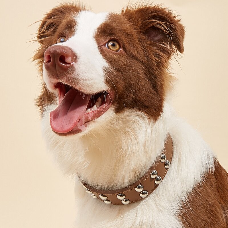 

Studded Decor Pet Collar, Brown