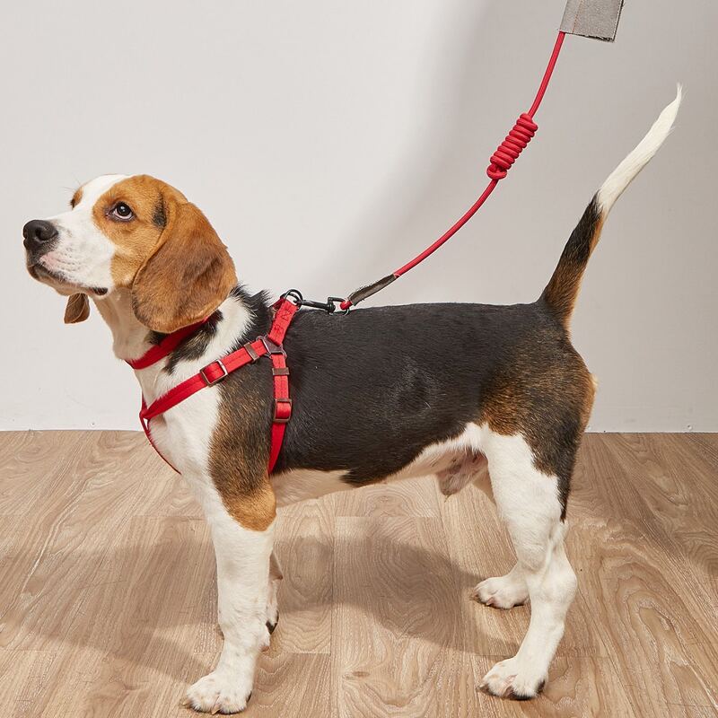 

3pcs Plain Pet Collar & Harness & Leash Set, Red