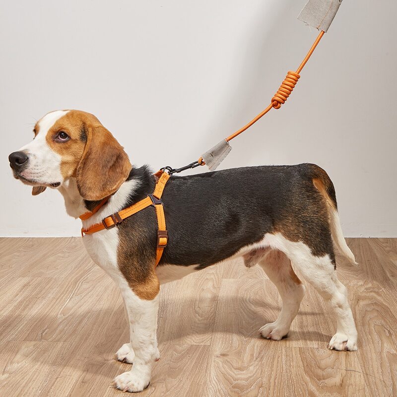 

3pcs Plain Pet Collar & Harness & Leash Set, Orange