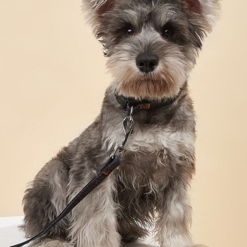 

1pc Pet Collar & 1pc Pet Leash, Multicolor