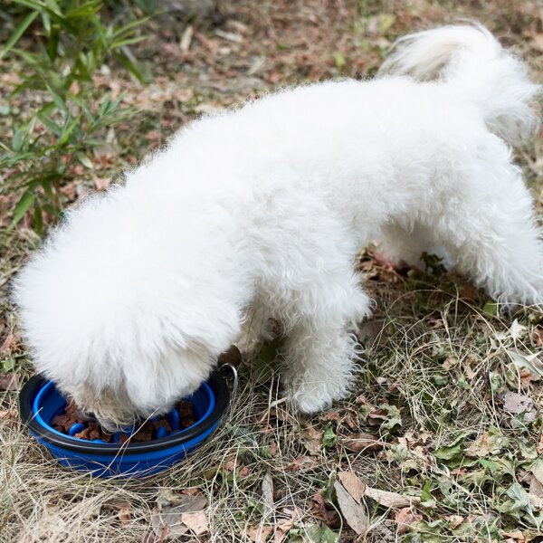 

1pc Collapsible Slow Feeder Pet Bowl, Blue