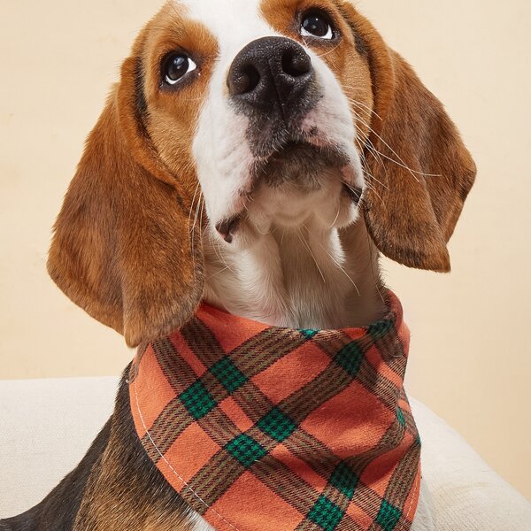 

Striped Pattern Pet Bandana, Orange